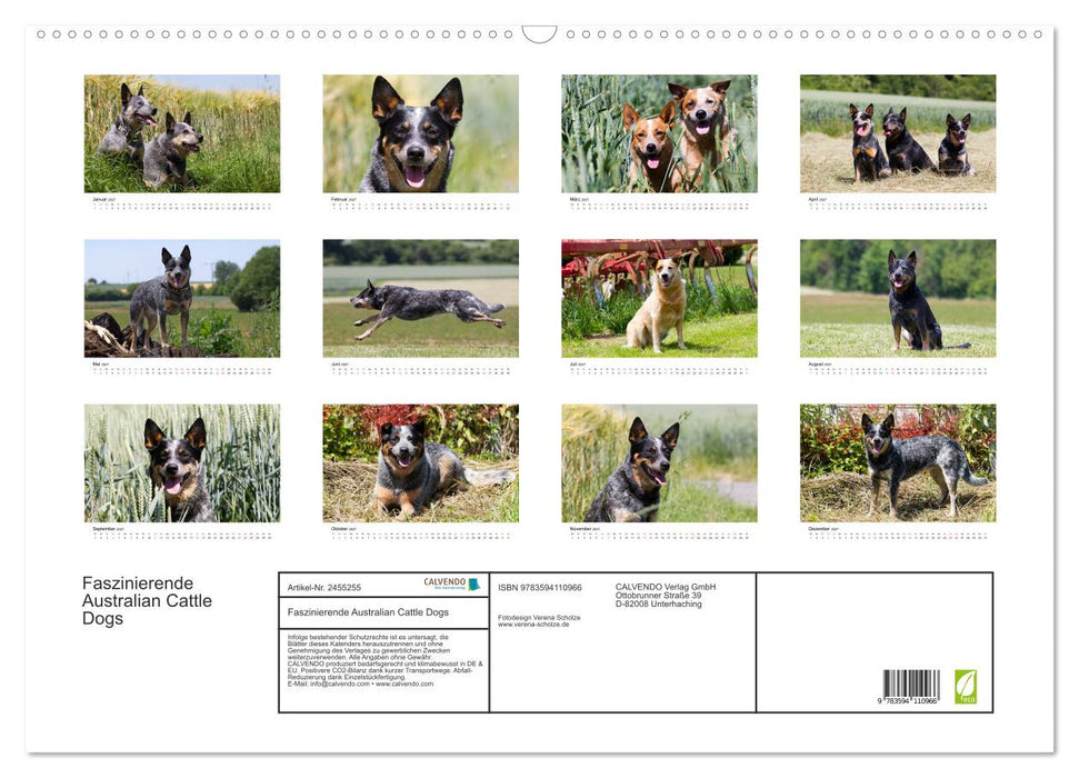 Faszinierende Australian Cattle Dogs (CALVENDO Wandkalender 2027)