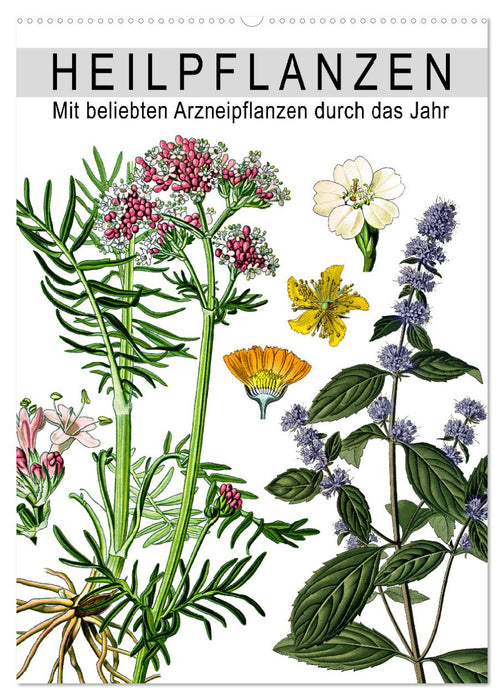 Heilpflanzen (CALVENDO Wandkalender 2027)