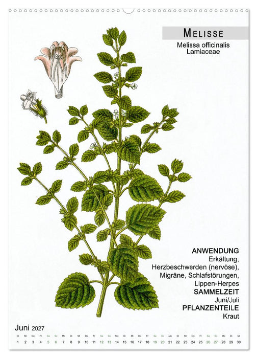 Heilpflanzen (CALVENDO Wandkalender 2027)