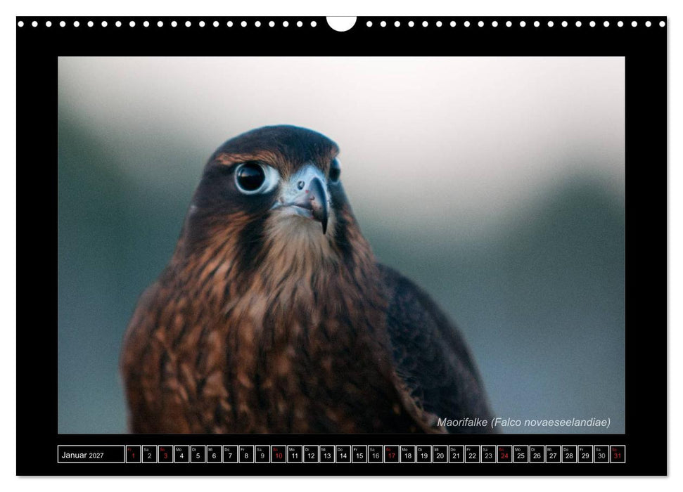 Falken im Flug und im Porträt (CALVENDO Wandkalender 2027)