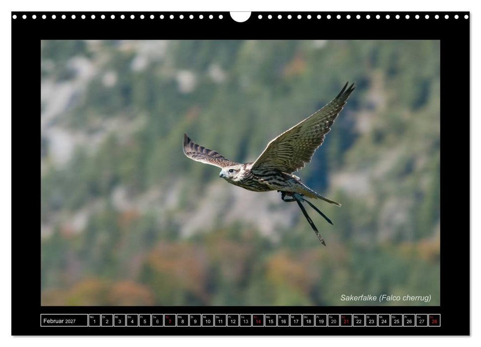 Falken im Flug und im Porträt (CALVENDO Wandkalender 2027)