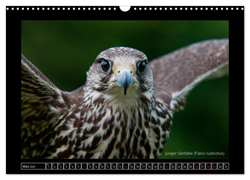 Falken im Flug und im Porträt (CALVENDO Wandkalender 2027)