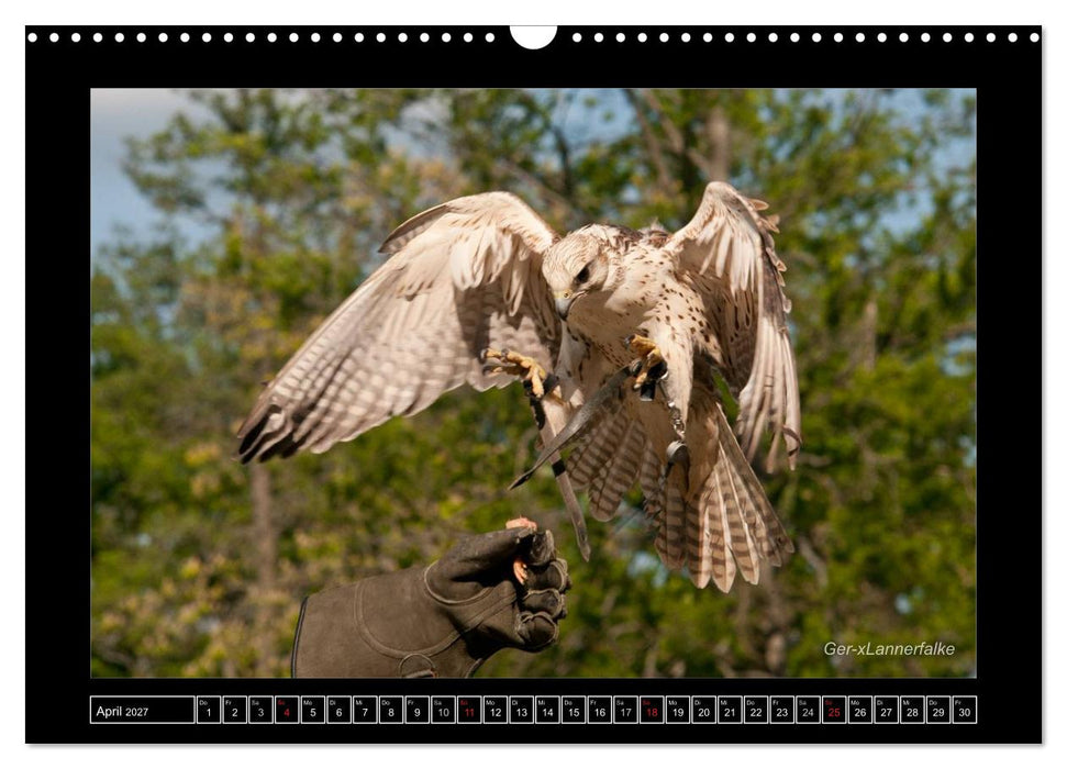 Falken im Flug und im Porträt (CALVENDO Wandkalender 2027)