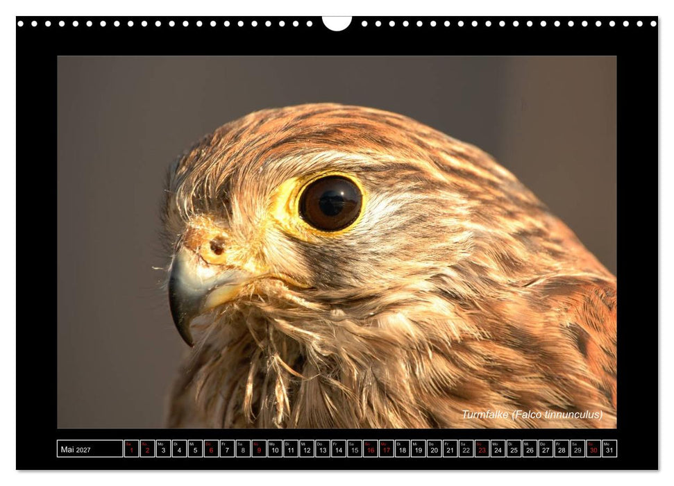 Falken im Flug und im Porträt (CALVENDO Wandkalender 2027)