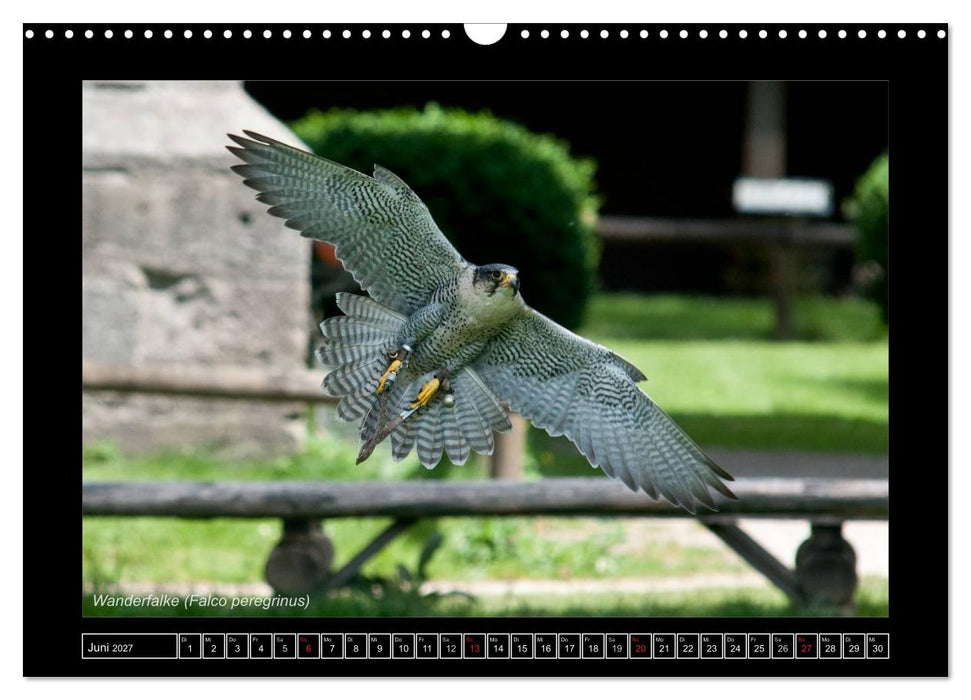 Falken im Flug und im Porträt (CALVENDO Wandkalender 2027)