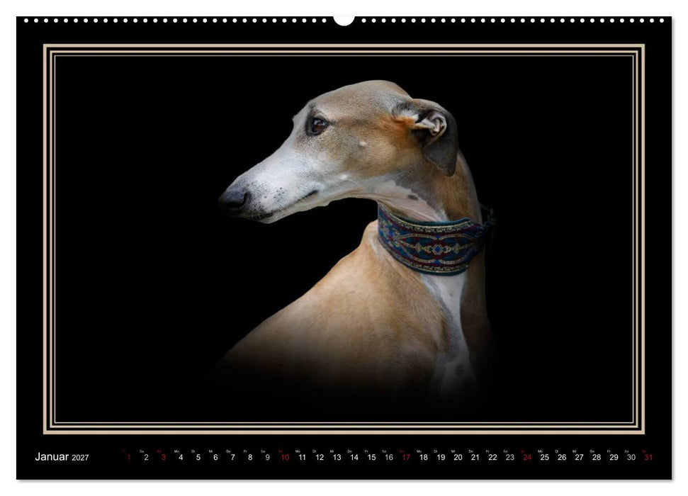 Galgo Español 2027- Der spanische Windhund (CALVENDO Premium Wandkalender 2027)