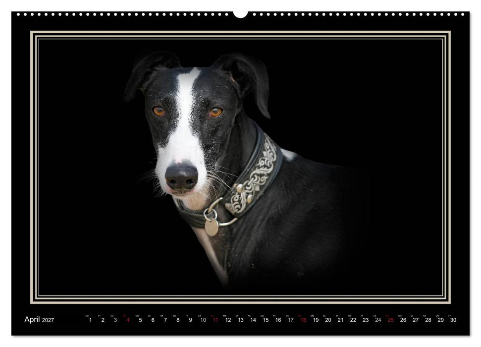 Galgo Español 2027- Der spanische Windhund (CALVENDO Premium Wandkalender 2027)