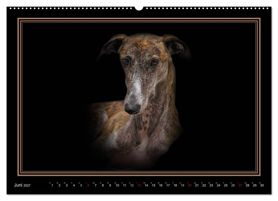 Galgo Español 2027- Der spanische Windhund (CALVENDO Premium Wandkalender 2027)