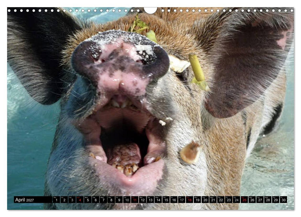 The Swimming Pigs of Bahamas (CALVENDO Monthly Calendar 2027)