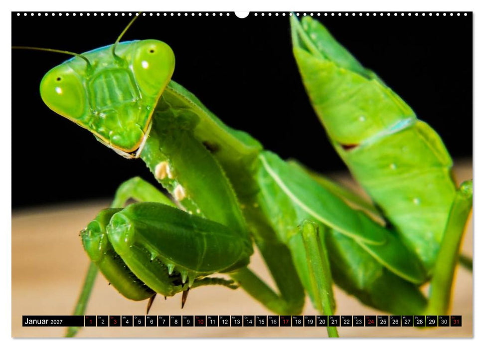 Insekten • Bizarre Naturwunder (CALVENDO Wandkalender 2027)