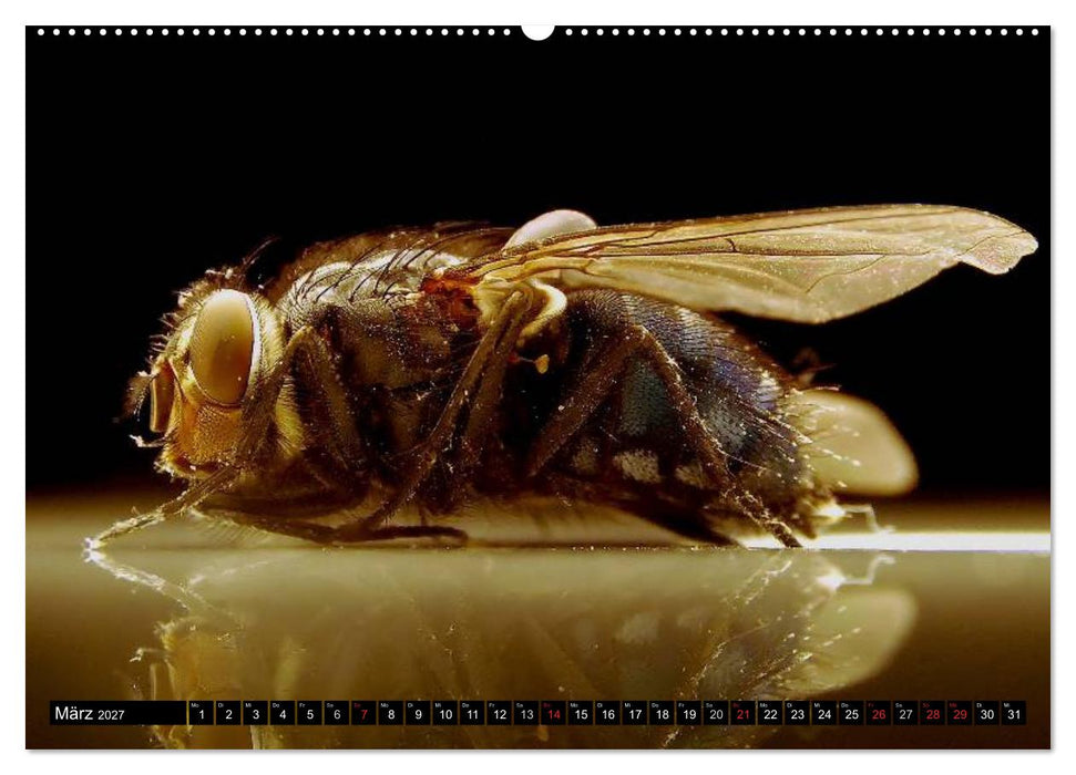 Insekten • Bizarre Naturwunder (CALVENDO Wandkalender 2027)