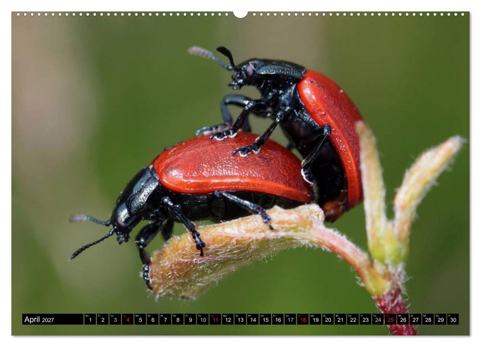 Insekten • Bizarre Naturwunder (CALVENDO Wandkalender 2027)