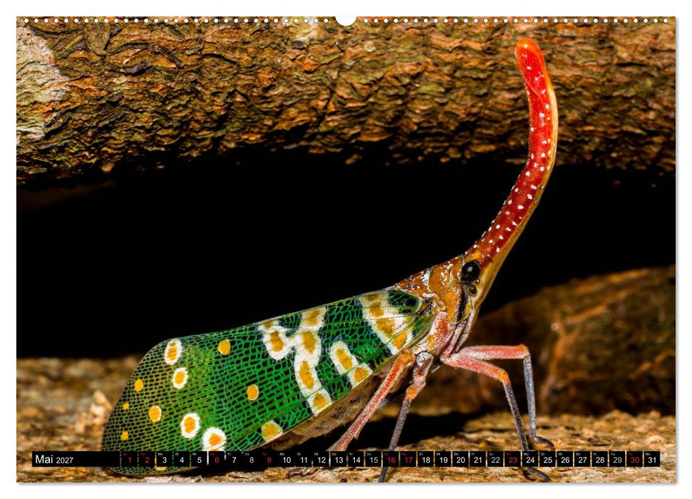 Insekten • Bizarre Naturwunder (CALVENDO Wandkalender 2027)