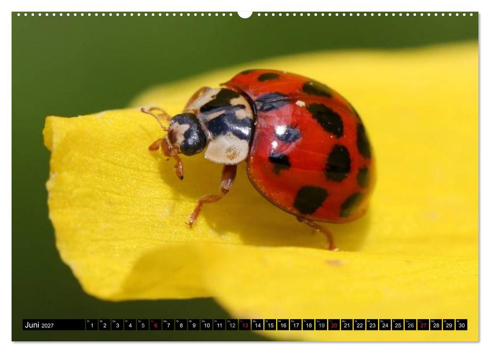 Insekten • Bizarre Naturwunder (CALVENDO Wandkalender 2027)