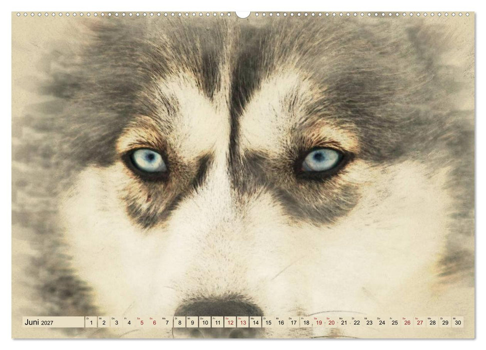 Schlittenhunde 2027 (CALVENDO Premium Wandkalender 2027)