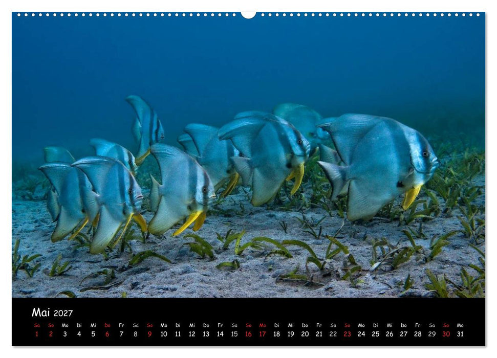 Die Welt unter Wasser (CALVENDO Wandkalender 2027)