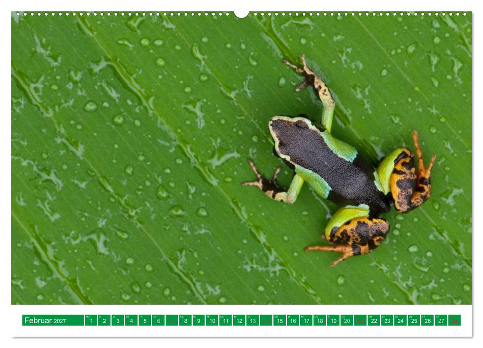Farbige Frösche (CALVENDO Premium Wandkalender 2027)