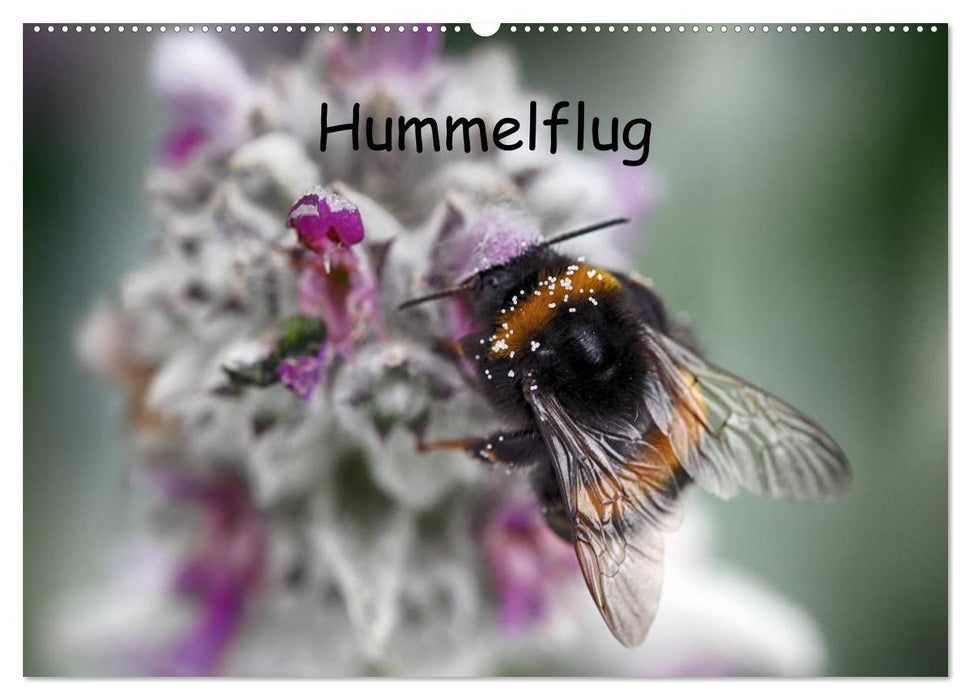 Hummelflug (CALVENDO Wandkalender 2027)