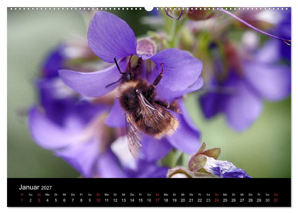 Hummelflug (CALVENDO Wandkalender 2027)