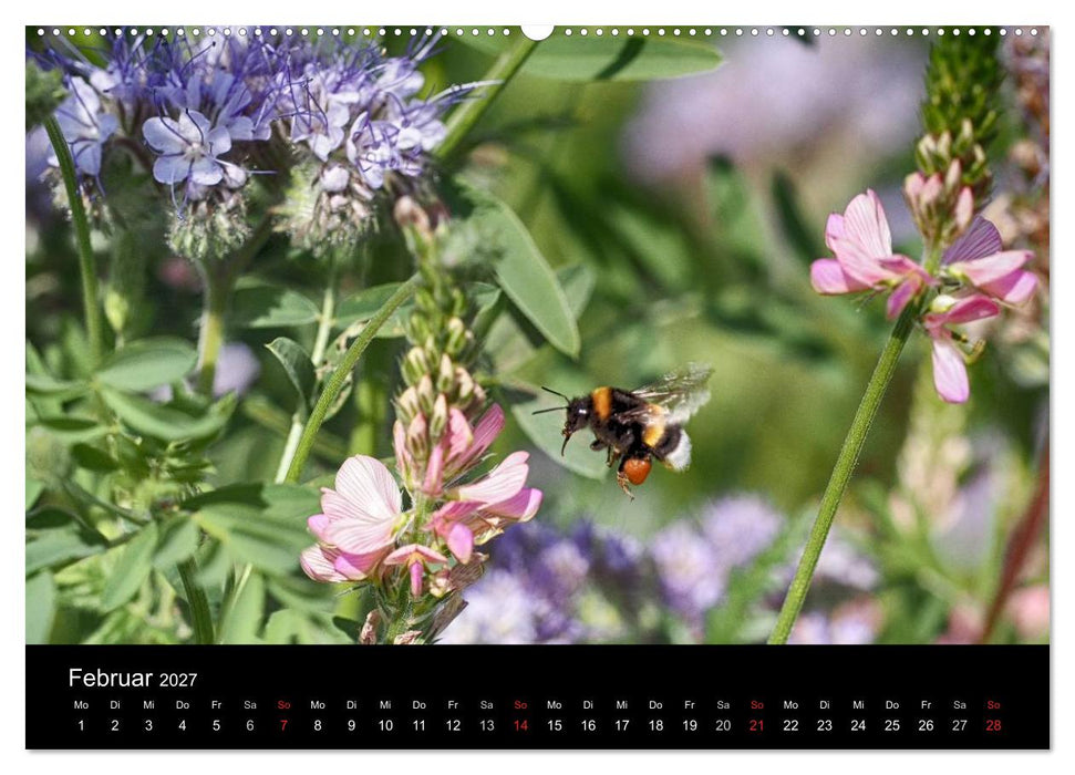 Hummelflug (CALVENDO Wandkalender 2027)