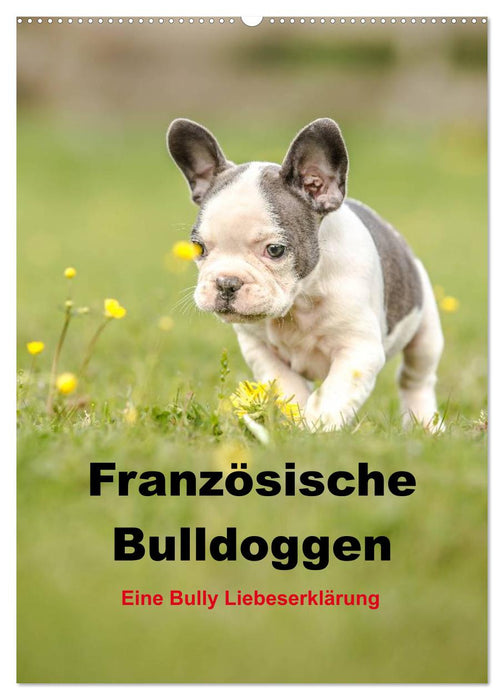 Französische Bulldoggen - Eine Bully Liebeserkärung (CALVENDO Wandkalender 2027)