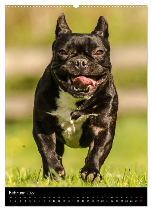 Französische Bulldoggen - Eine Bully Liebeserkärung (CALVENDO Wandkalender 2027)