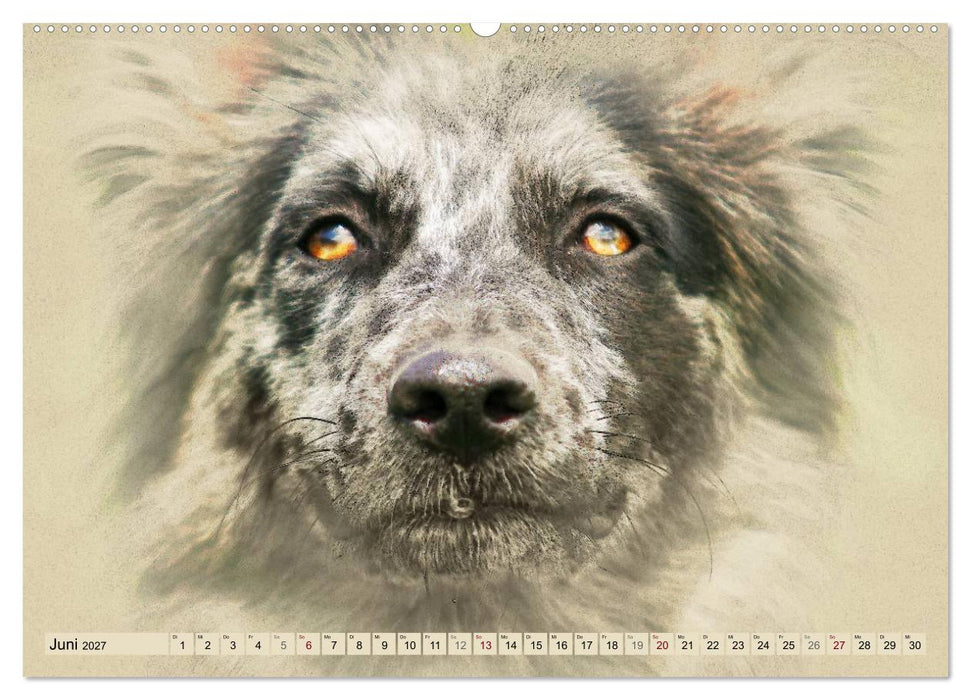 Altdeutsche Hütehunde 2027 (CALVENDO Premium Wandkalender 2027)