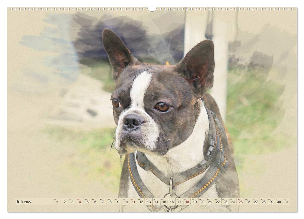 Französische Bulldoggen 2027 (CALVENDO Premium Wandkalender 2027)