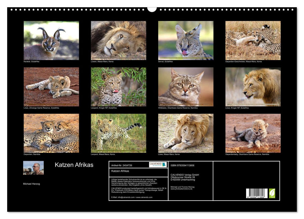 Katzen Afrikas (CALVENDO Wandkalender 2027)