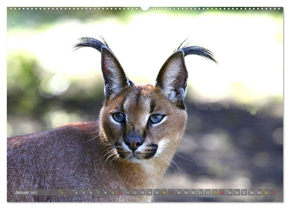 Katzen Afrikas (CALVENDO Wandkalender 2027)