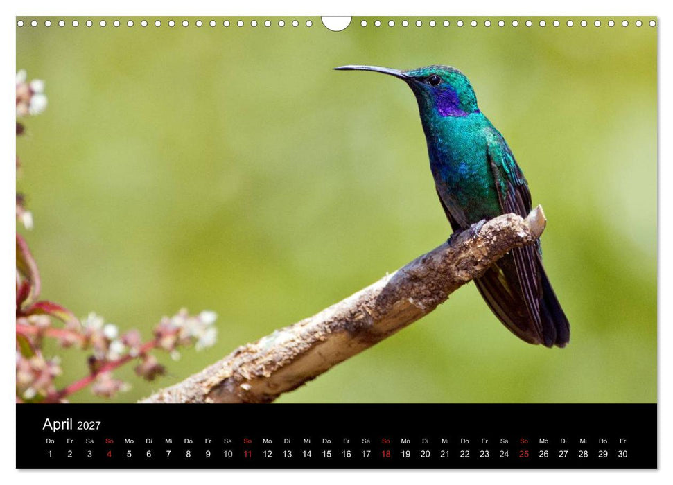 Der Kolibrikalender (CALVENDO Wandkalender 2027)