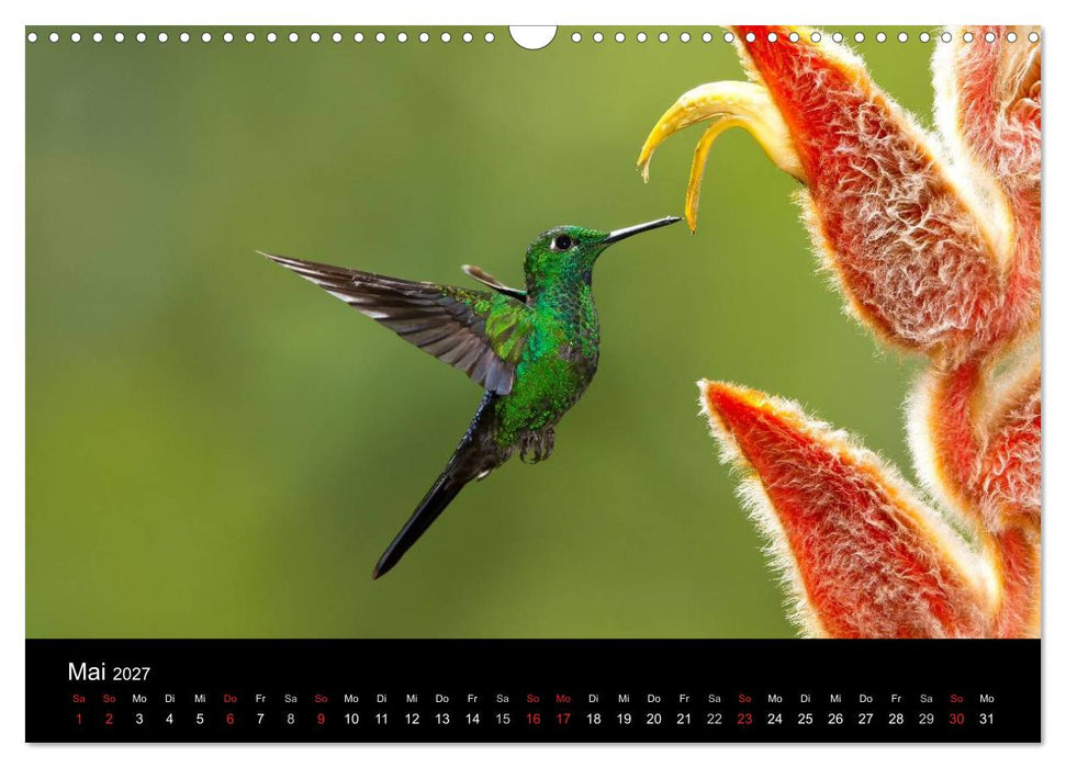 Der Kolibrikalender (CALVENDO Wandkalender 2027)