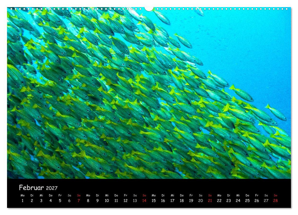 Die Welt unter Wasser (CALVENDO Premium Wandkalender 2027)