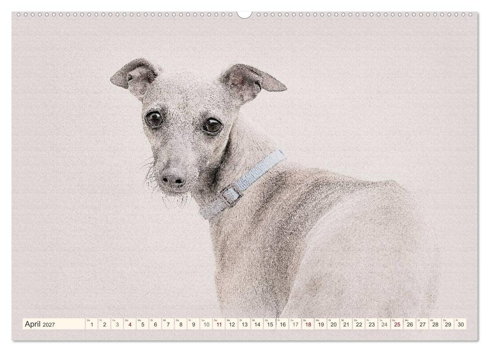 Windhunde 2027 (CALVENDO Premium Wandkalender 2027)