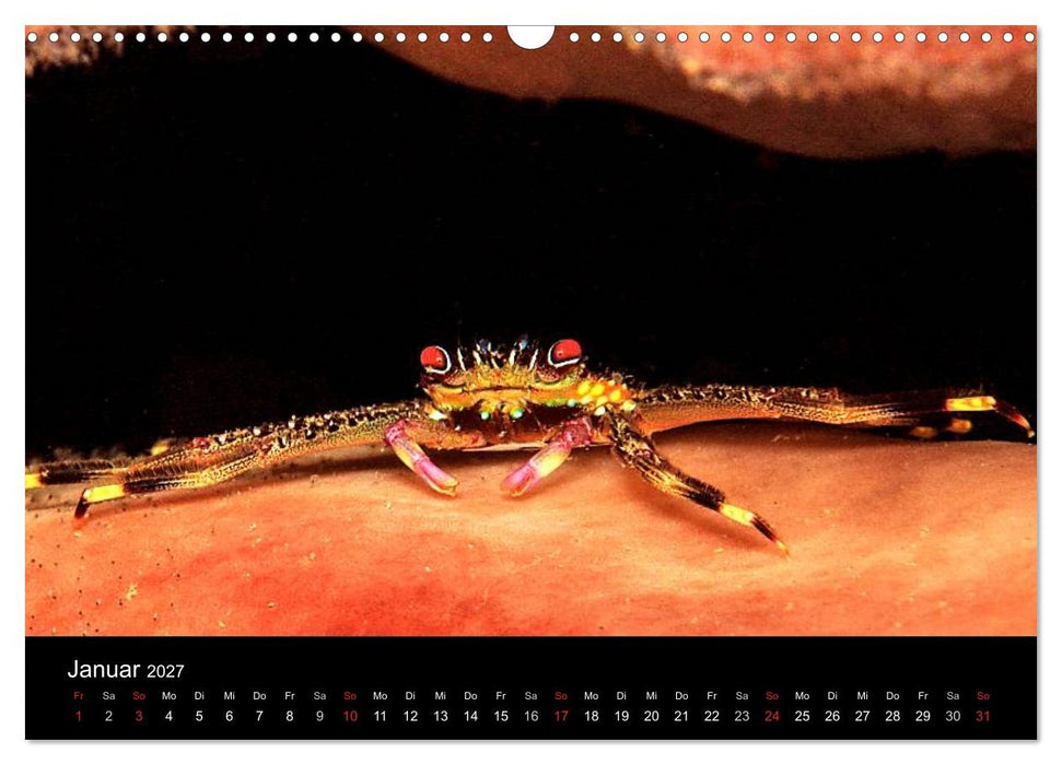 Faszination Makro Unterwasser (CALVENDO Wandkalender 2027)