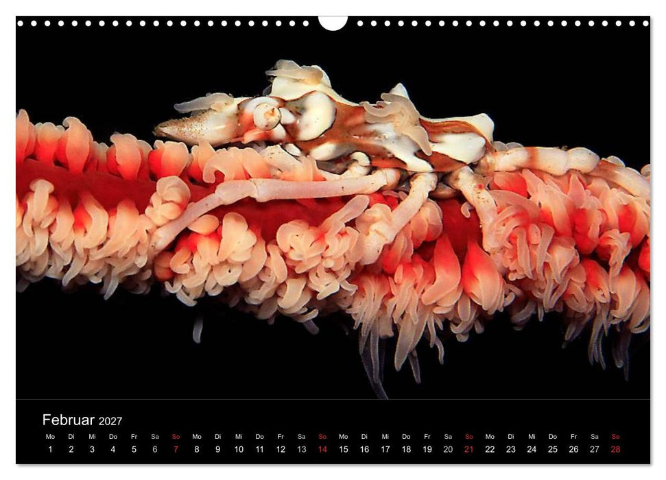 Faszination Makro Unterwasser (CALVENDO Wandkalender 2027)
