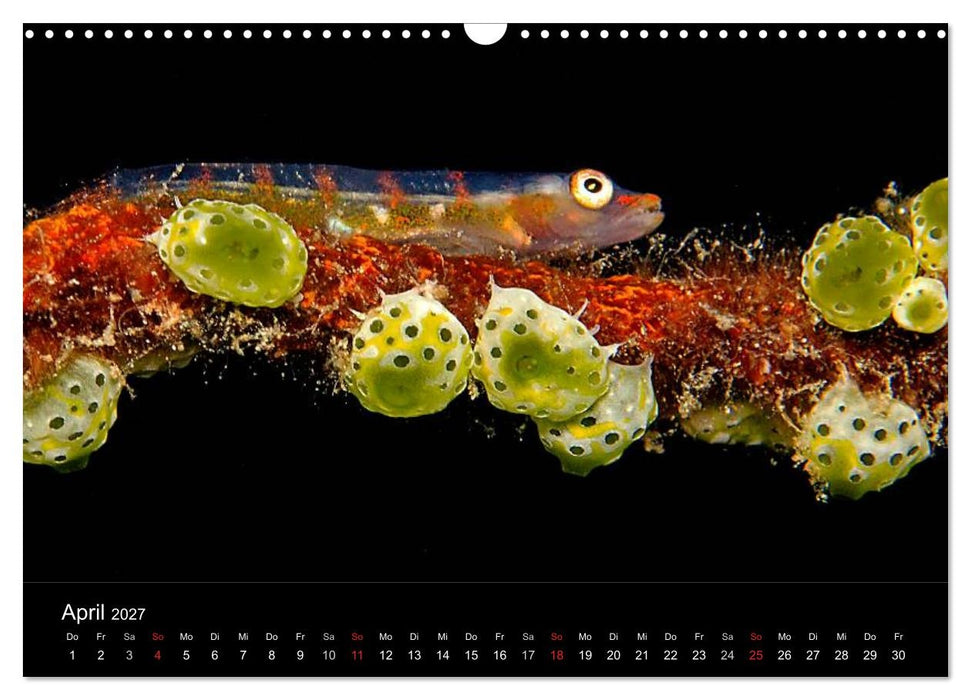 Faszination Makro Unterwasser (CALVENDO Wandkalender 2027)