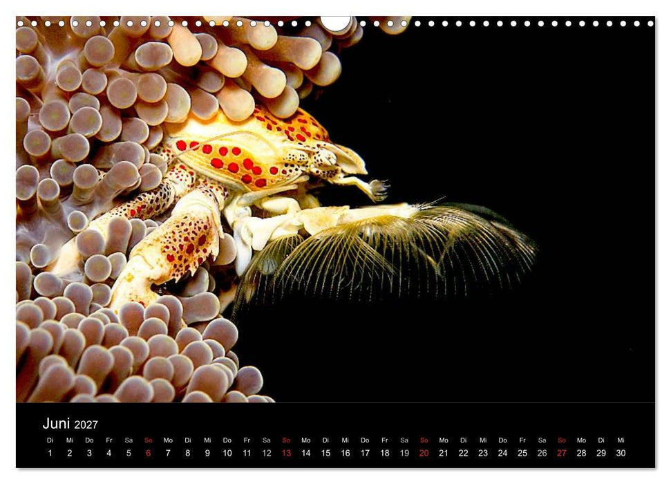Faszination Makro Unterwasser (CALVENDO Wandkalender 2027)