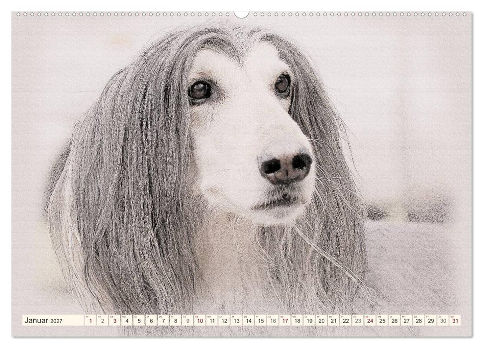 Windhunde 2027 (CALVENDO Wandkalender 2027)
