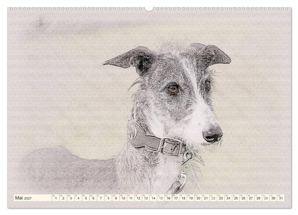 Windhunde 2027 (CALVENDO Wandkalender 2027)