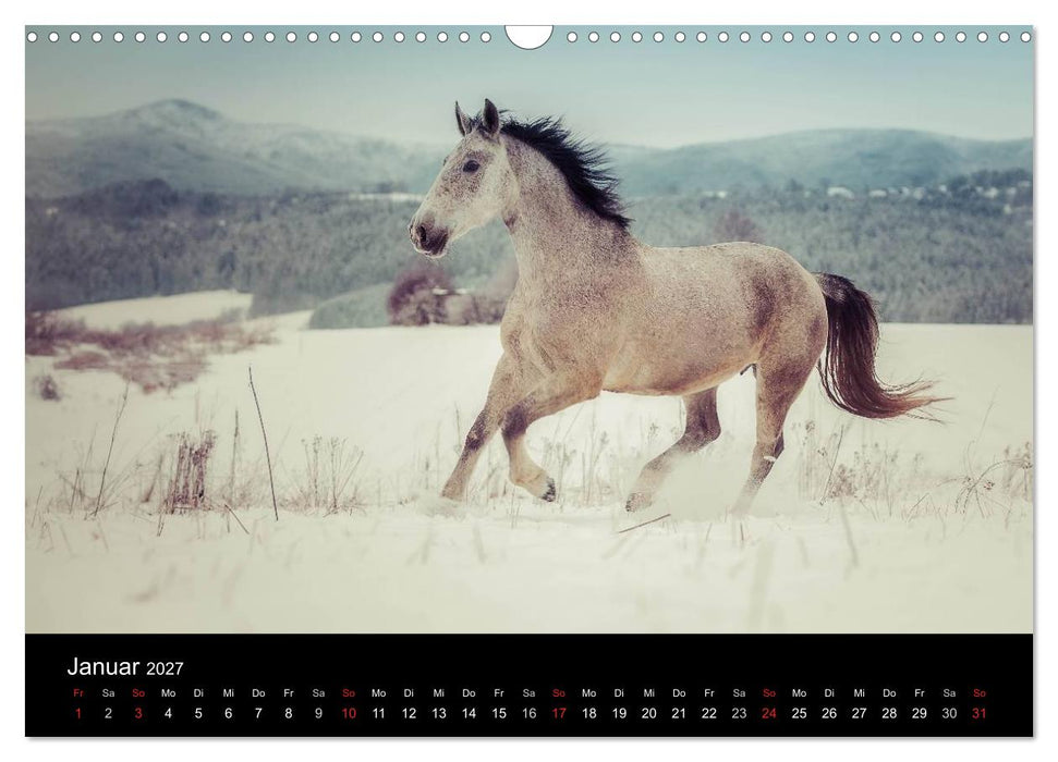 Pferde Träume (CALVENDO Wandkalender 2027)