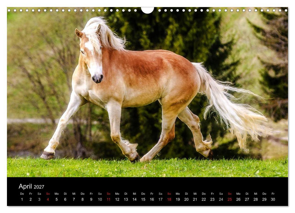 Pferde Träume (CALVENDO Wandkalender 2027)