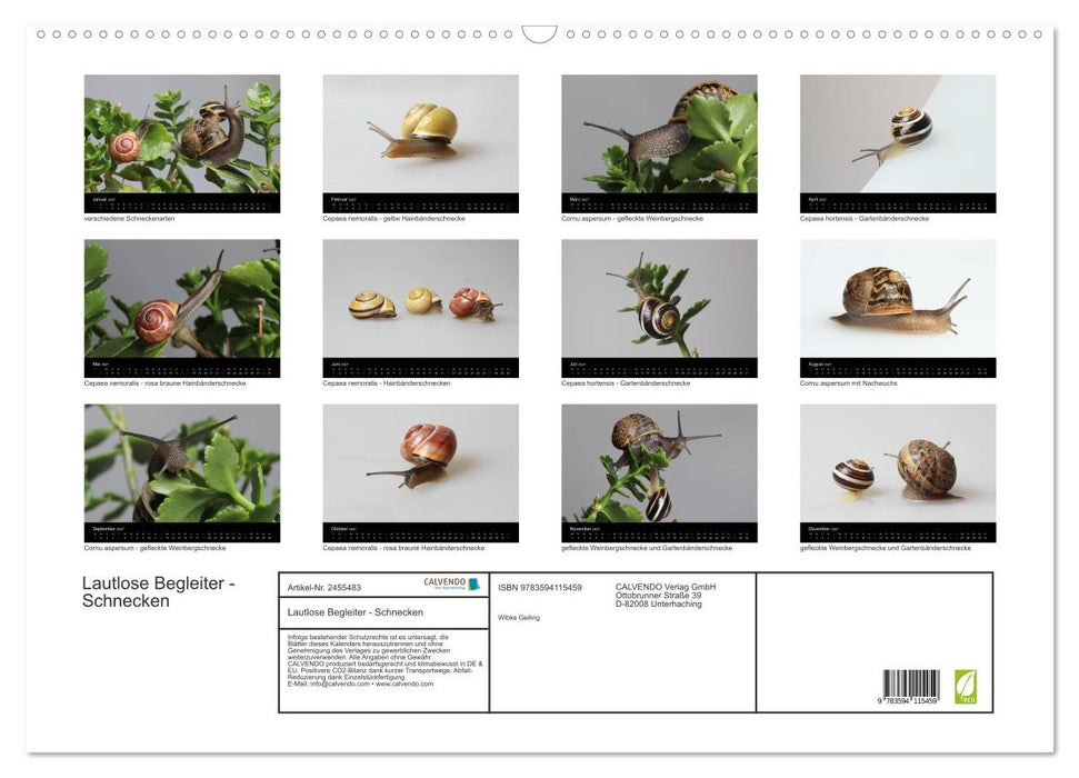 Lautlose Begleiter - Schnecken (CALVENDO Wandkalender 2027)