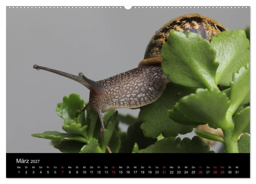 Lautlose Begleiter - Schnecken (CALVENDO Wandkalender 2027)
