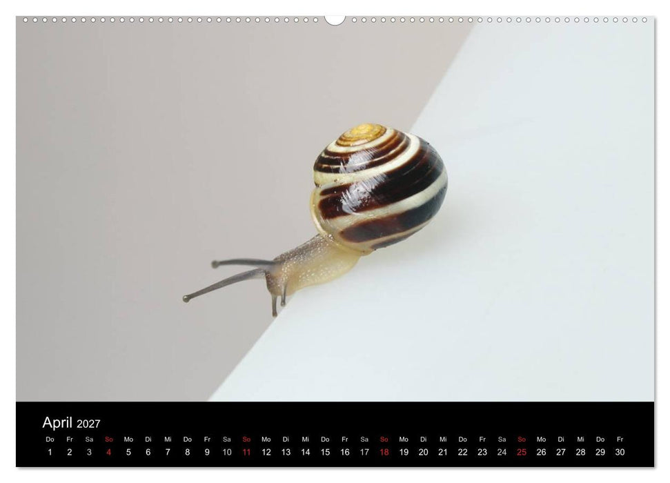 Lautlose Begleiter - Schnecken (CALVENDO Wandkalender 2027)