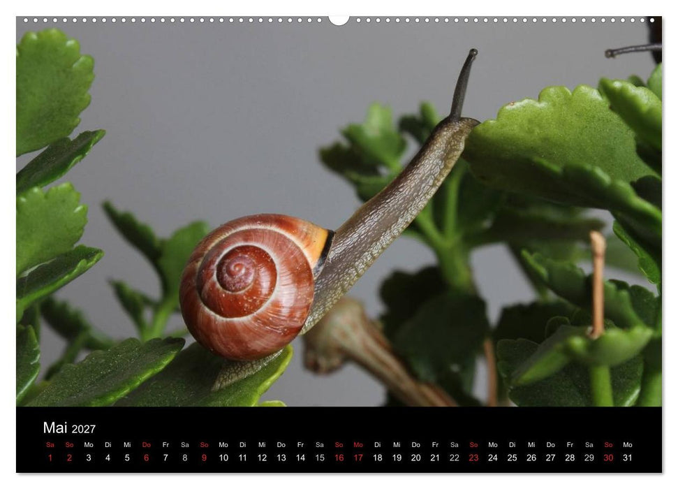 Lautlose Begleiter - Schnecken (CALVENDO Wandkalender 2027)