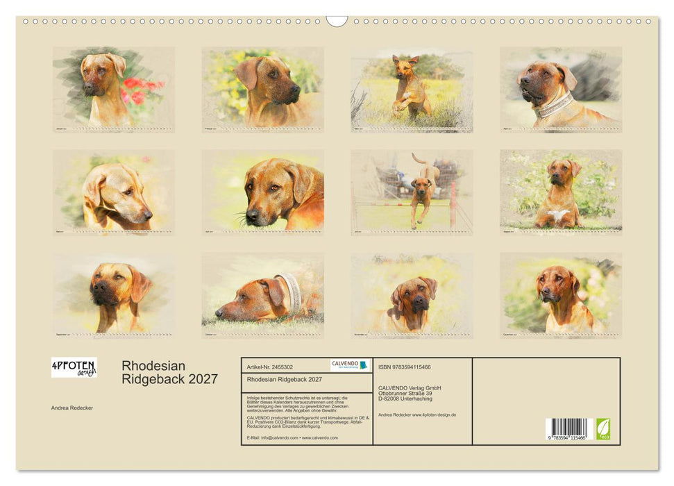 Rhodesian Ridgeback 2027 (CALVENDO Wandkalender 2027)