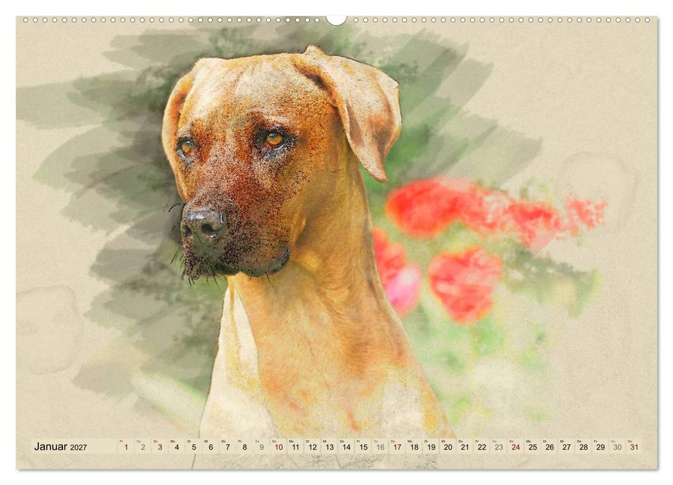 Rhodesian Ridgeback 2027 (CALVENDO Wandkalender 2027)