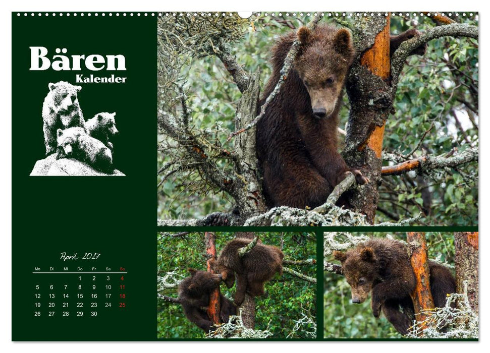 Bärenkalender (CALVENDO Premium Wandkalender 2027)