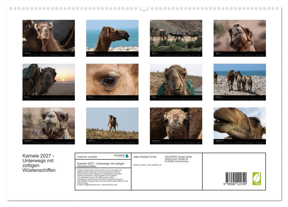Kamele 2027 - Unterwegs mit zottigen Wüstenschiffen (CALVENDO Premium Wandkalender 2027)